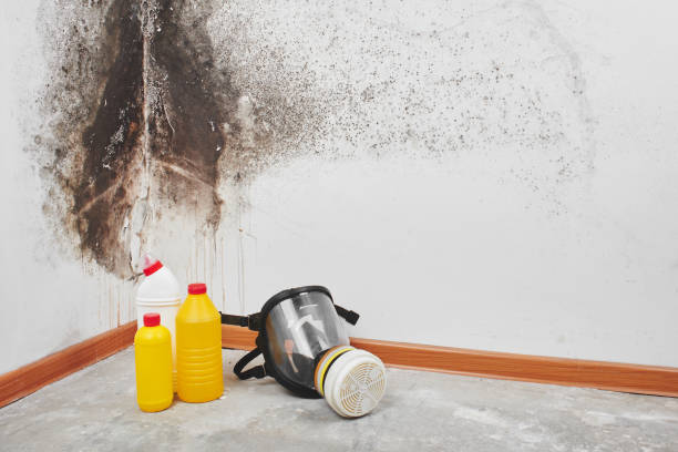 Best Certified Mold Removal  in Gardena, CA