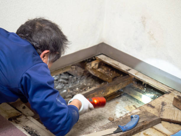 Best Attic Mold Removal  in Gardena, CA