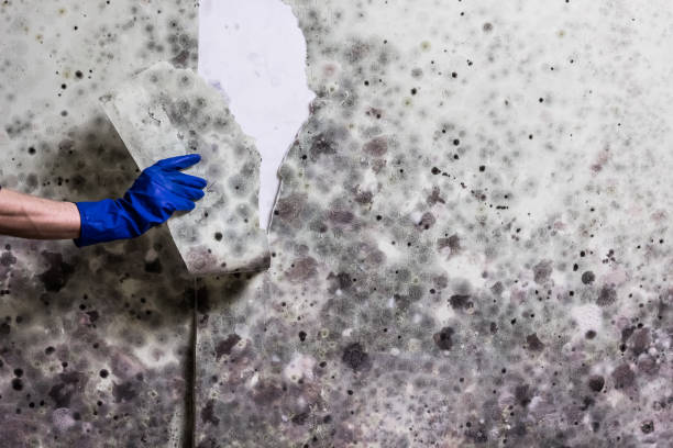 Best Mold Remediation Services  in Gardena, CA
